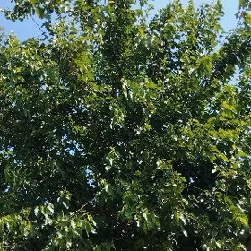 тут агач