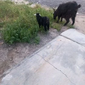 geçi