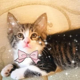 Мальчик - котёнок