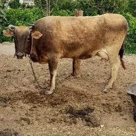 Göleli sygyr
