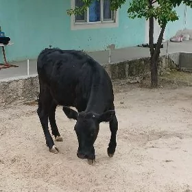 Sygyrlar we öküzler