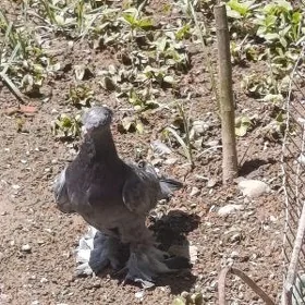 kepderi