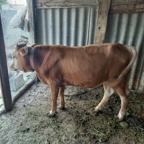 Ökiz