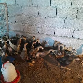 ordek gak gak