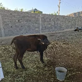 tuwe 3 yasan
