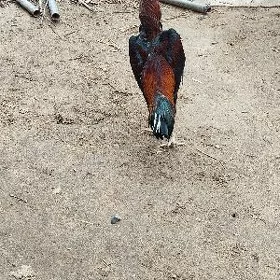 HORAZ