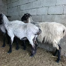 goýun