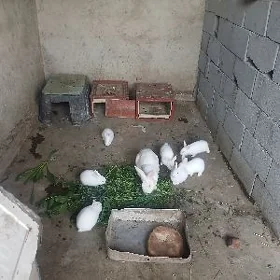 Towşan