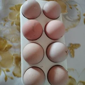 Sisarkan yumurtgasy