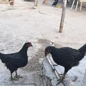 Horaz