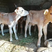 okuzce