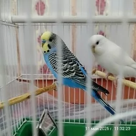 popugaý guş