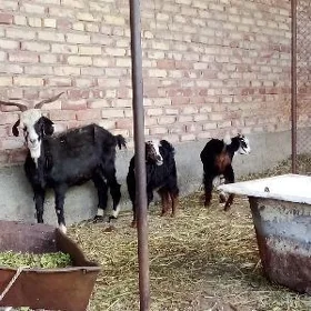 Ekiz Owlakly Guzuly Geçi Goýun