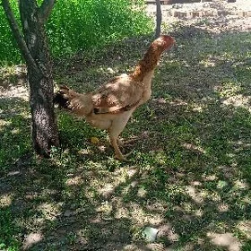 Baysok maki
