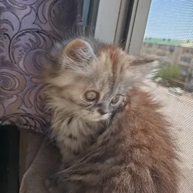 котёнок