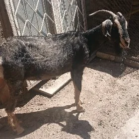 гечи