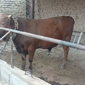 Öküz