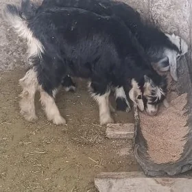 ÇEWİŞLER