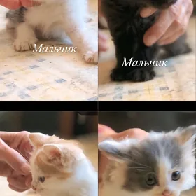 Котята