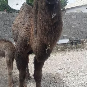 koșekli duye