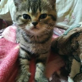 пародистый котëнок