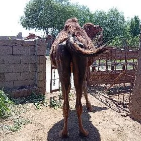 düýe