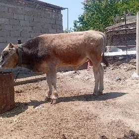 ÖKÜZ