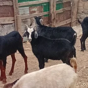dog erkec