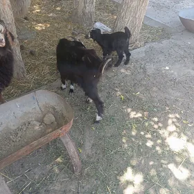 OWLAKLY GEÇI