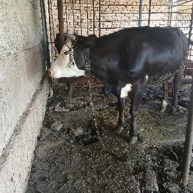 sygyr gbrit