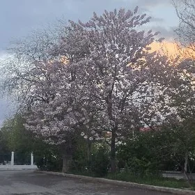 Satlyk Padwal