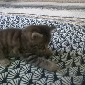 pişik