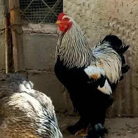 Brama gok 1 para