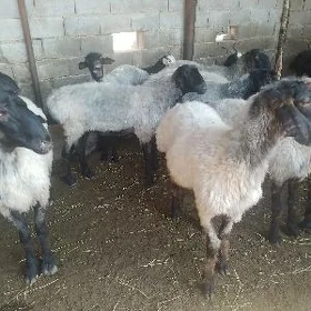 Işşek  goýun