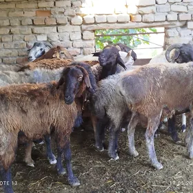 goçlar.