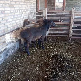 goçkar