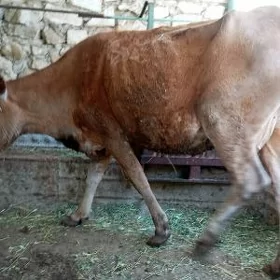Sygyr