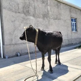 oküz