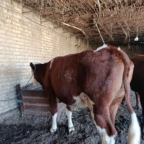 симентал богаз унаджын