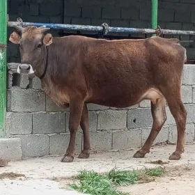 SAGYLÝAN GYSYR SYGYR