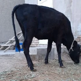 SEMIZ GAÇAR BAKLY