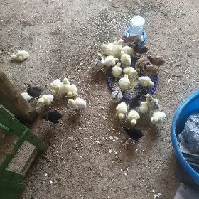 induk juyje