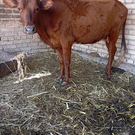 ýetik bogaz unajyn
