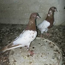 Kepderi