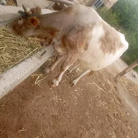 simmental ýetik bogaz sygyr
