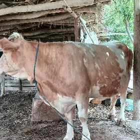 Татар симента