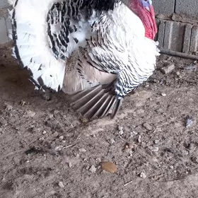 Erkek İnduk