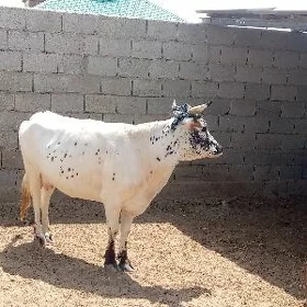 sygyr