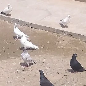 кепдер