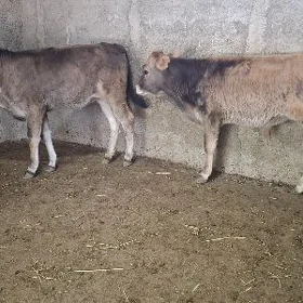 2 okuz 1 tuwe